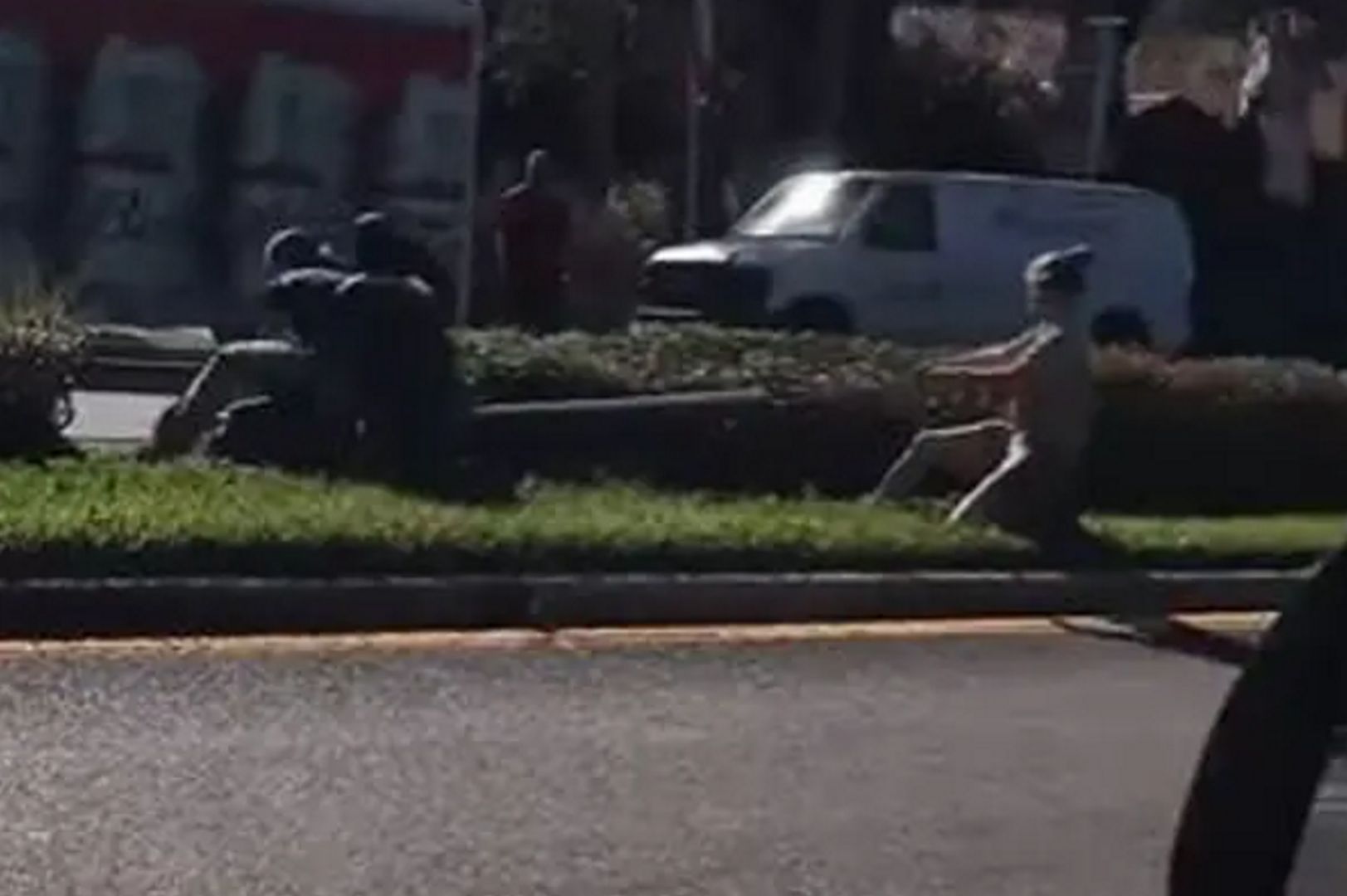 Bestia wywołała chaos na Florydzie. Obława po ucieczce z zoo