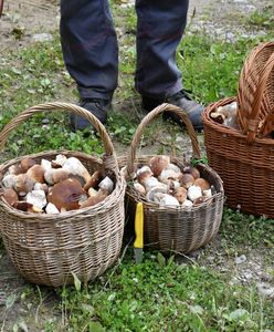 150 zł za kg tegorocznych grzybów. Znawcy mówią, kiedy będzie wysyp