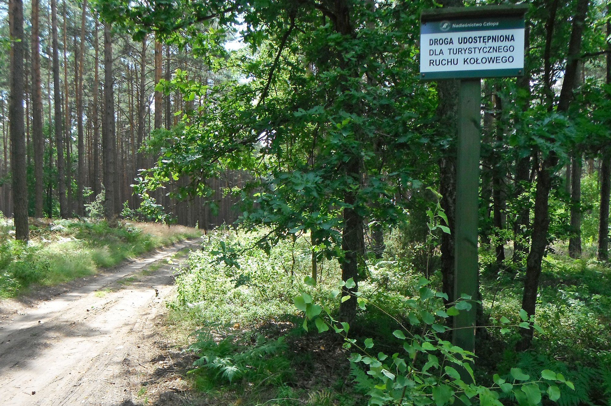 Taka tablica wystarczy, by nie mieć wątpliwości co do wjazdu do lasu.
