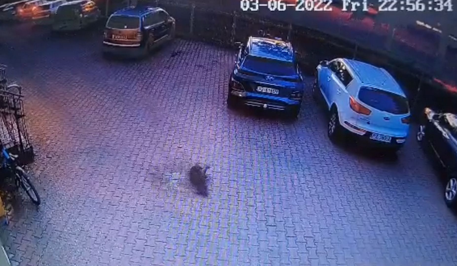Wyrzucił psa przez okno. Drastyczne nagranie, policja w akcji