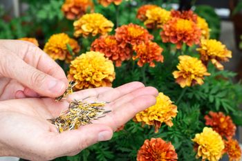 Zamiast kupować sadzonki, zbierz nasiona. Wyhodujesz kwiaty za darmo