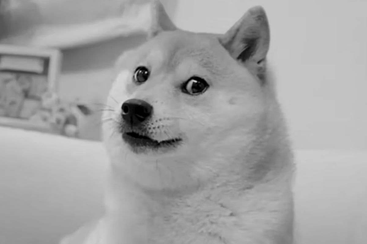 "Doge" Kabosu, internet icon and Dogecoin symbol passes away at 19