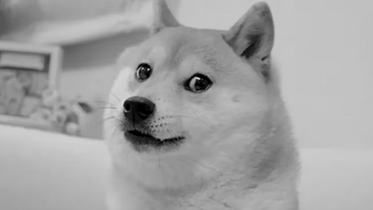 Nie żyje "pieseł" z memów.