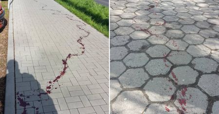 Pełno krwi na chodnikach i trawnikach, sarna w agonii na terenie LSM. Nie udało się jej pomóc