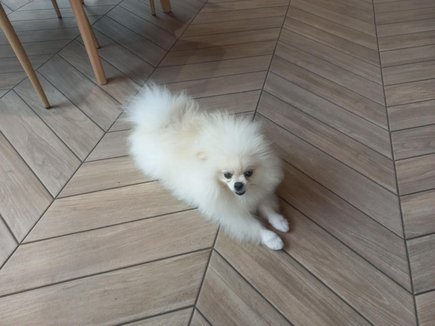 Właściciele lokalu są tutaj każdego dnia. Towarzyszy im suczka rasy pomeranian