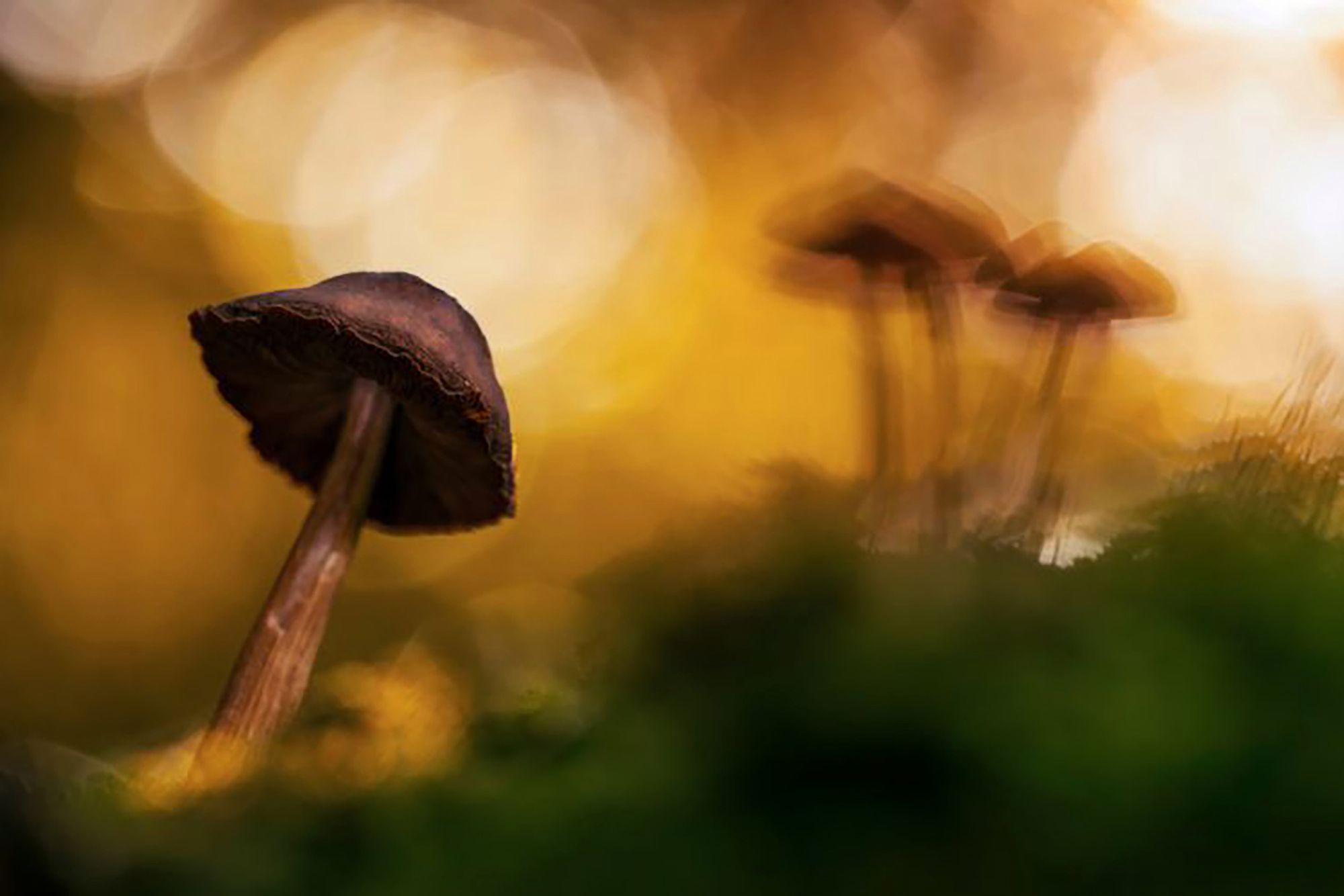 Najpiękniejsze zdjęcia przyrody w konkursie GDT Nature Photographer of the Year 10