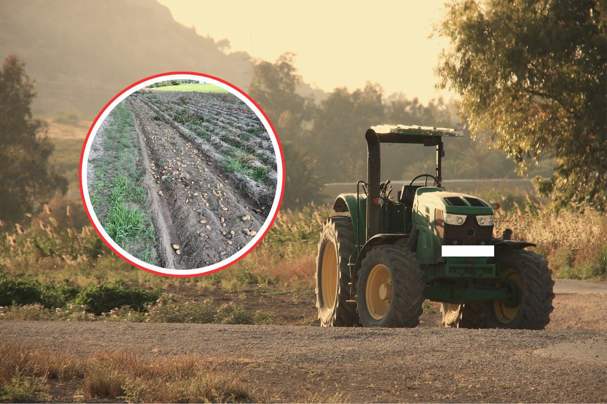 "Sytuacja jest dramatyczna". Rolnik oddał plony za darmo. Wystarczył 1 dzień