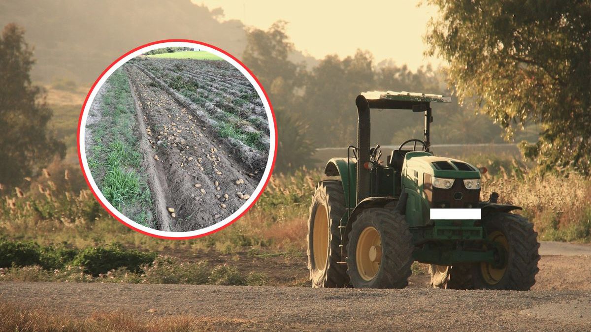 Samozbiory ziemniaków w jeden dzień