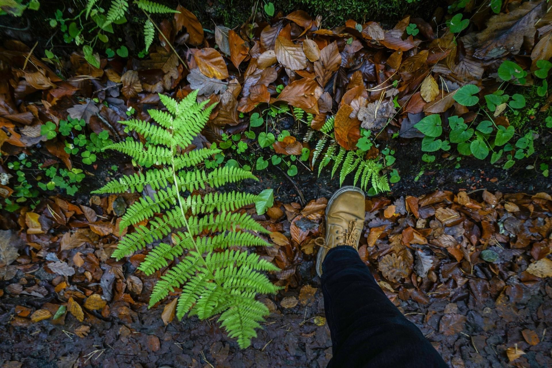Spacer w walce z depresją - eksperci zwracają uwagą na rolę kontaktu z naturą w terapii 