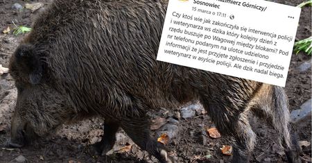 Wabili go marchewką. Teraz mają problem