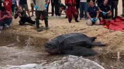 Na ratunek żółwiowi. Ogromny gad wrócił do oceanu