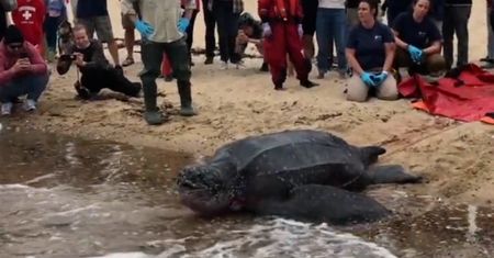 Na ratunek żółwiowi. Ogromny gad wrócił do oceanu