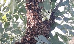 Rój pszczół na akacji. Interweniował pszczelarz