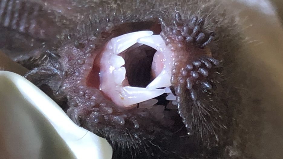 Zęby żabojadka brazylijskiego