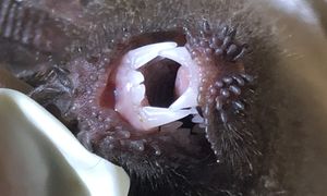 Drapieżca z Ameryki zaskakuje. Łowi skuteczniej niż lew