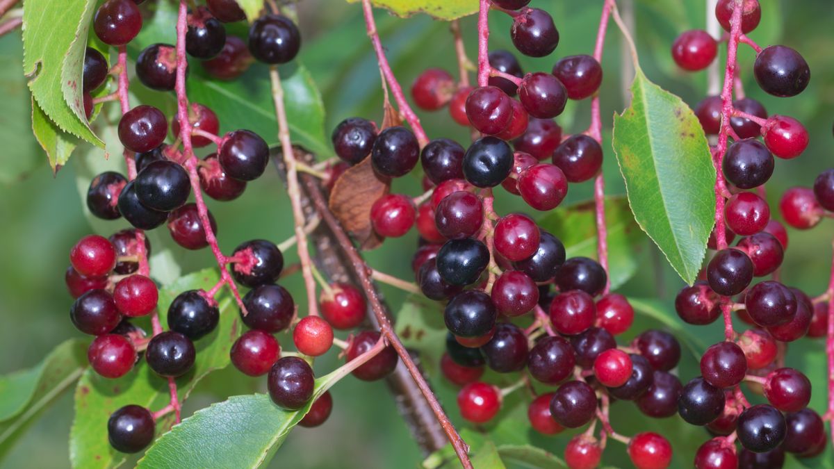 Czeremcha amerykańska