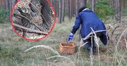 Poszedł na grzyby. Chwycił za telefon. Spójrzcie, co było w trawie