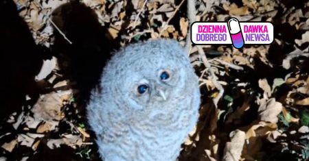 Siedział w liściach. Głośno krzyczał. Leśnik melduje. "Misja wykonana"