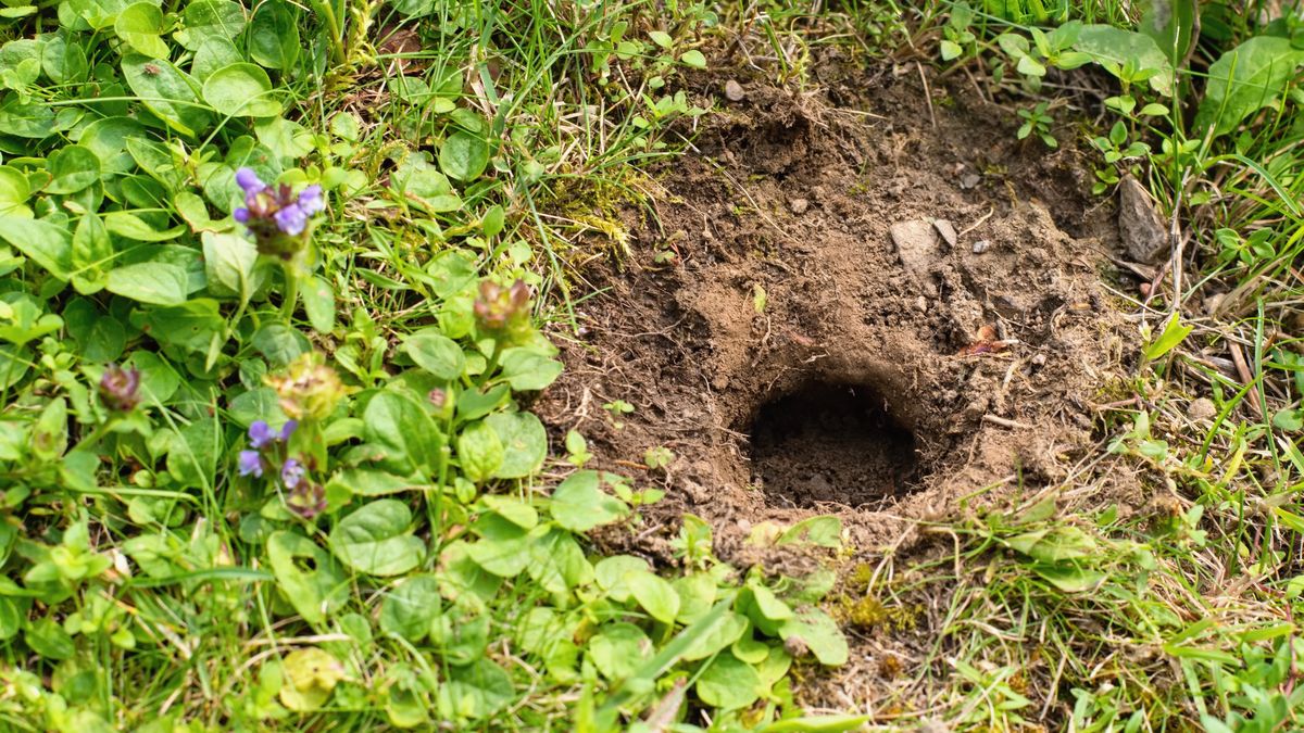 Jak pozbyć się nornicy?