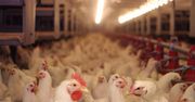 Dlaczego mięso kurcząt jest takie tanie?
