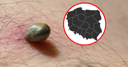 Co szósty mieszkaniec tego regionu ma boreliozę. Szokujące dane z raportu