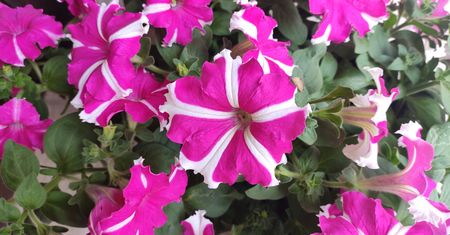 Biją na głowę pelargonie. Kwitną przez niemal pół roku