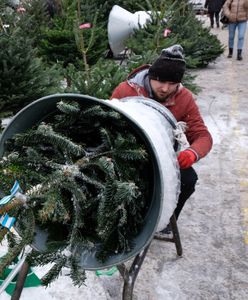 Nadleśnictwa rozpoczęły sprzedaż choinek. "Widać powrót do tradycyjnej choinki"