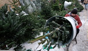 Nadleśnictwa rozpoczęły sprzedaż choinek. "Widać powrót do tradycyjnej choinki"
