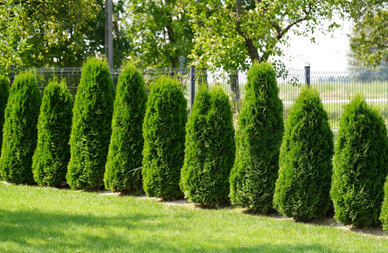 Ani centymetra bliżej. Tyle musi dzielić tuje od płotu