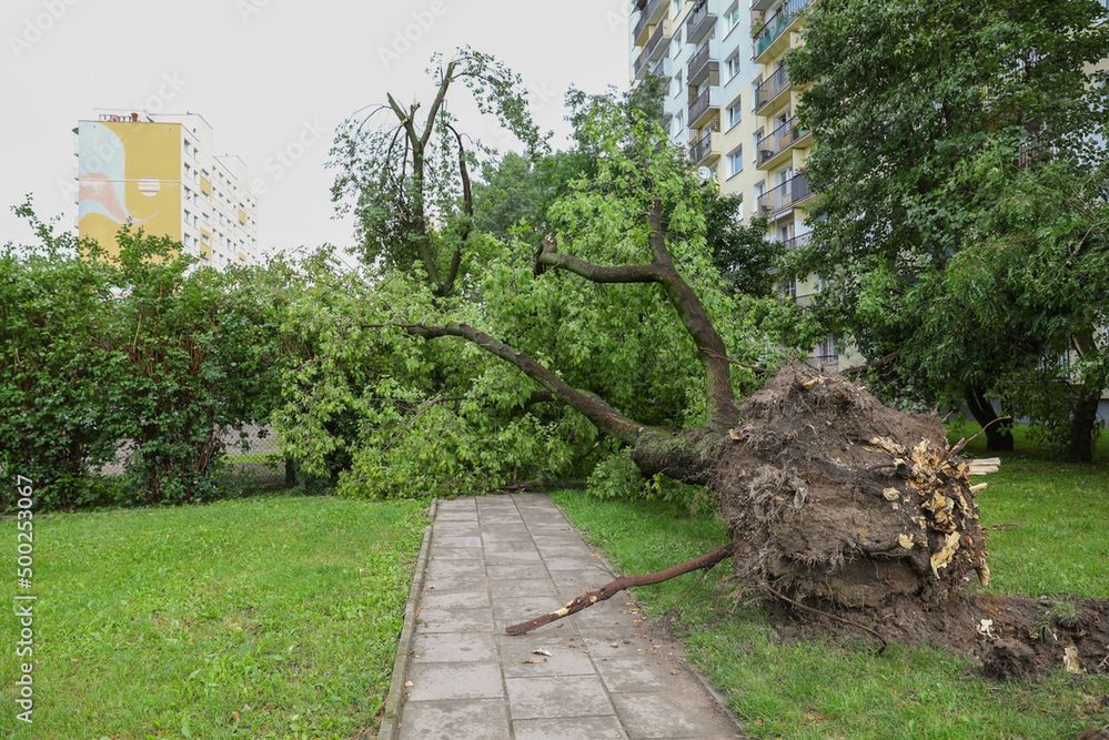 Dorodne klony jesionolistne powalone w czasie burzy w Stalowej Woli