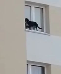 Lubin. Pies zostawiony na parapecie okna na 9. piętrze. Są zarzuty