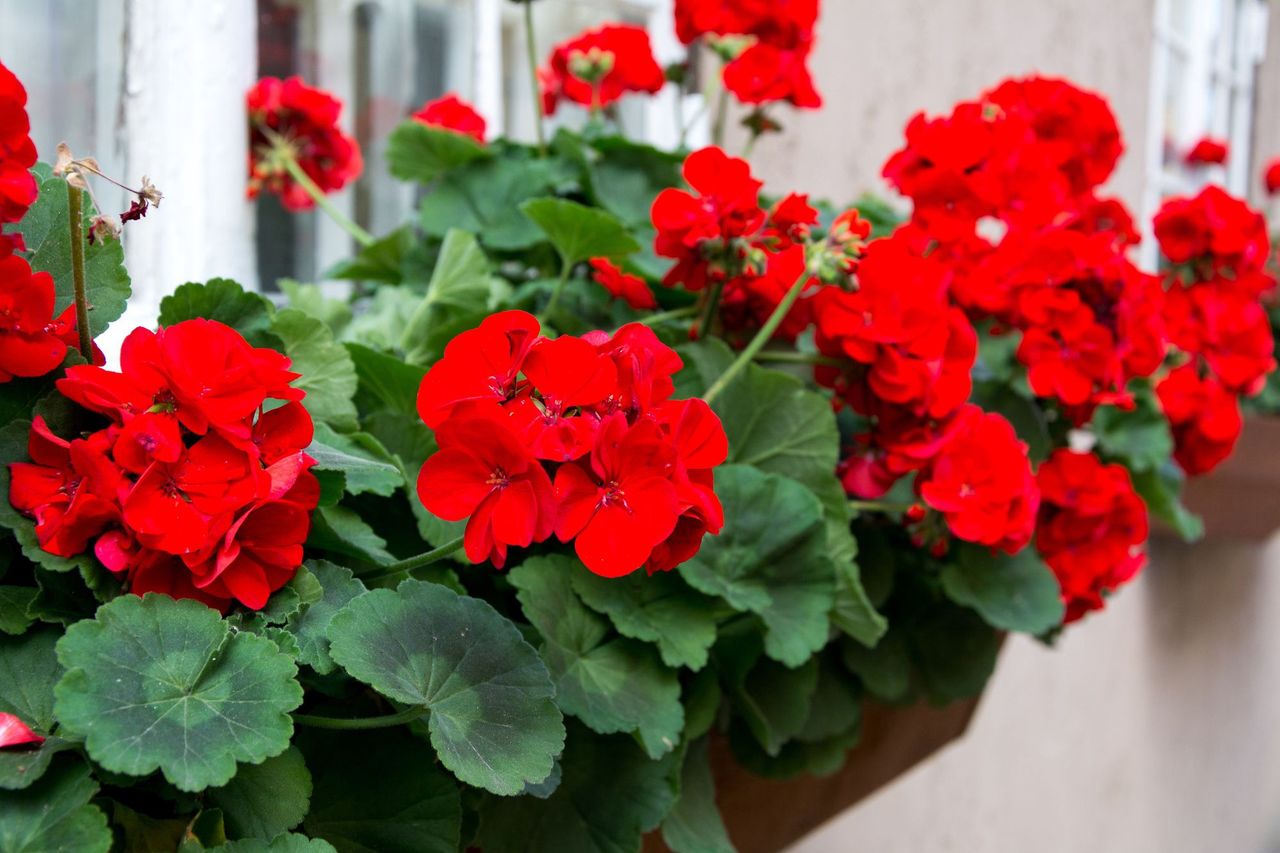 Sypią się mandaty za pelargonie na balkonie. Sprawdź, jak uniknąć kary
