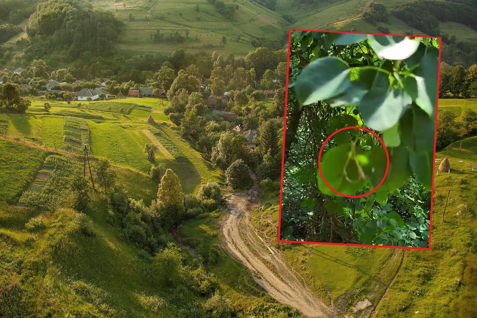 Śmiertelne pułapki Czeczenów. To zostawili w ukraińskich lasach