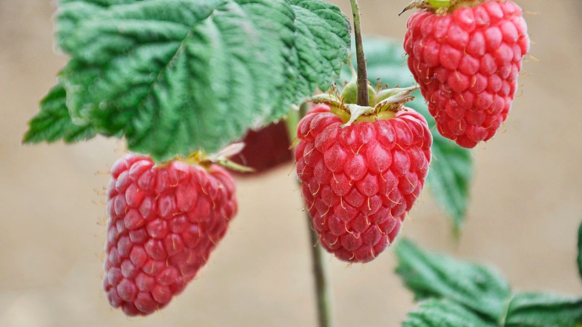 Kwas elagowy to organiczny związek chemiczny z grupy polifenoli.