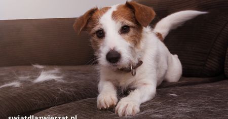 Jesienne linienie kotów i psów – dlaczego właśnie teraz gubią więcej sierści?