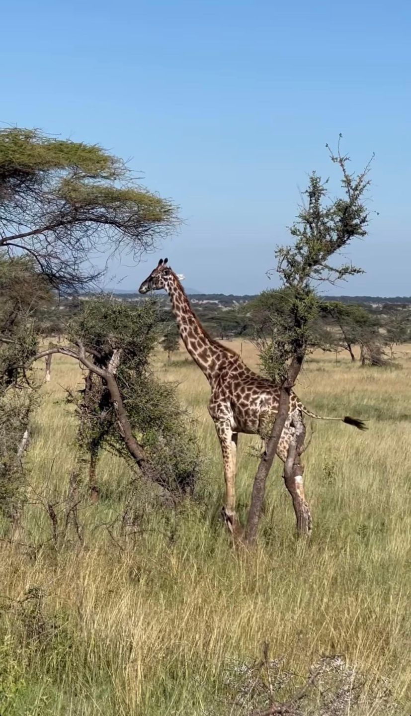 Katarzyna Zielińska relacjonuje wakacje na safari