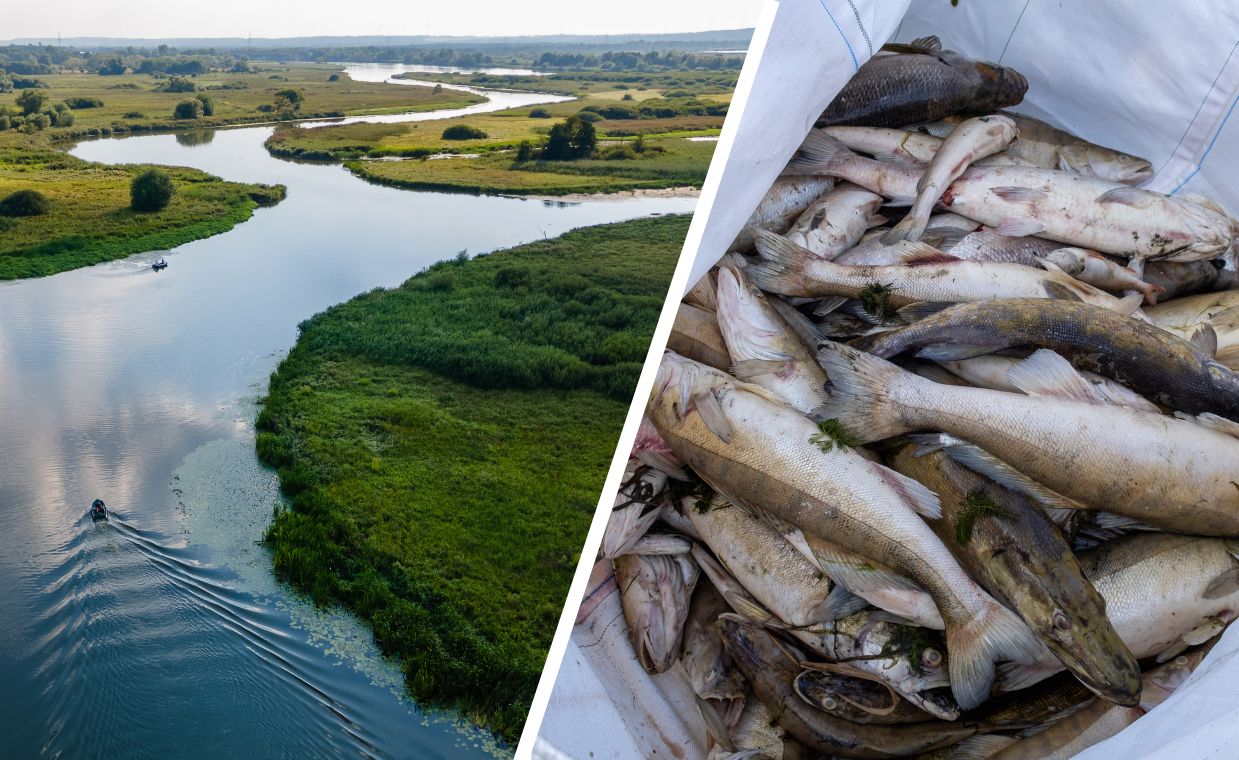 To naprawdę działa. Po niebywałej akcji ryby z Odry "wracają do życia"