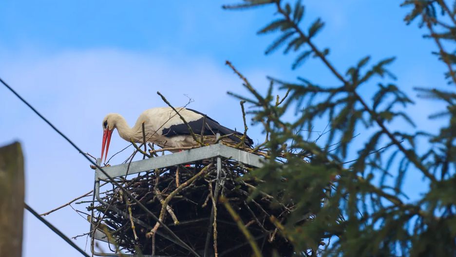 Bociany wróciły do gminy Kłodawa. 
