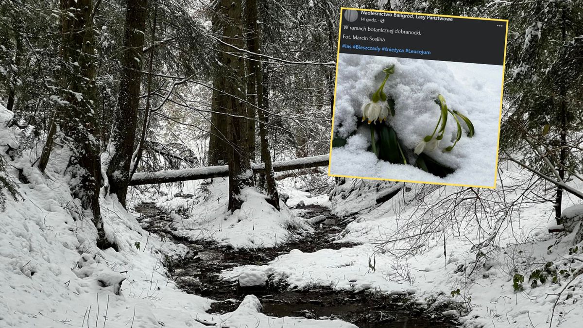 Zimowa aura zaskoczyła leśników z Bieszczad  