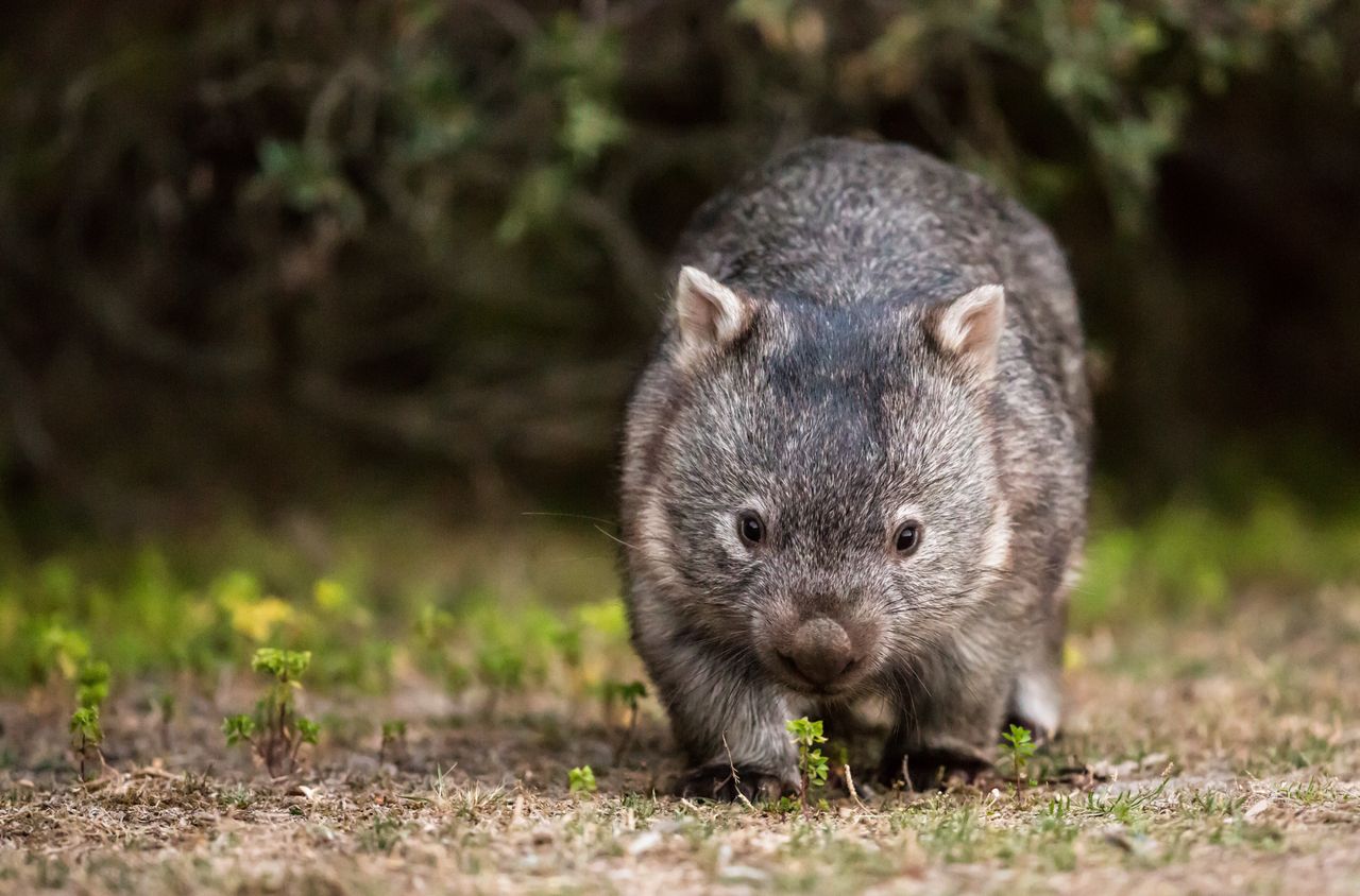 Wombaty żyją w Australii