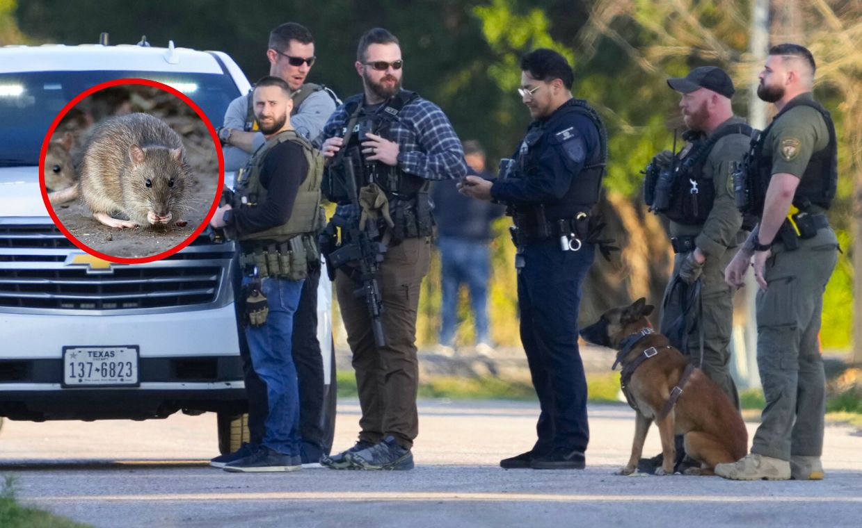 Drug-addicted rats wreak havoc on Texas police evidence