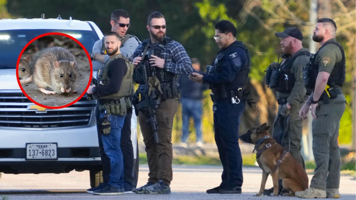 Policjanci z Teksasu skarżą się na szczury