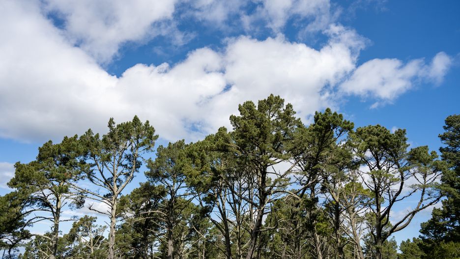 Trees against a blue sky on Nimitz Way at Inspiration Point trail, Tilden Regional Park, Orinda, California, March 22, 2024. (Photo by Gado/Getty Images)