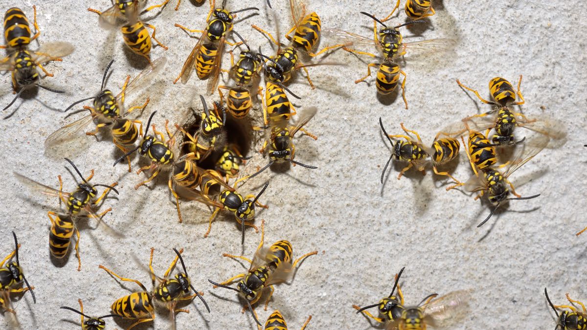 Użądlenie osy lub pszczoły może być bardzo niebezpieczne