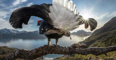 Genialne zdjęcia przyrodnicze w konkursie BigPicture Natural World. Polak wyróżniony