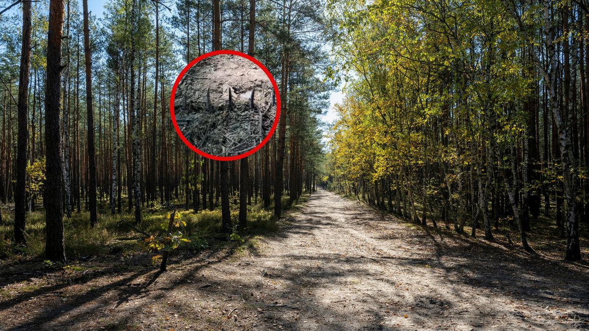 W Wilamowicach ktoś porozkładał pułapki.