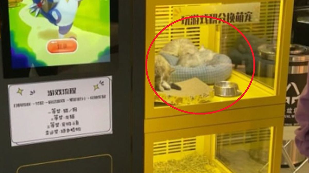 Automat ze zwierzętami w centrum handlowym w Szanghaju