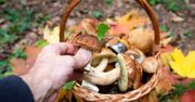 Apel GIS do grzybiarzy. Tych grzybów lepiej nie zbierać