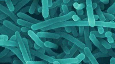 Mają 100 milionów lat i wciąż żyją - tylko pozazdrościć! 1