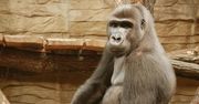 Warszawskie ZOO to nie cyrk. Wyjątkowe święto stołecznego ogrodu zoologicznego